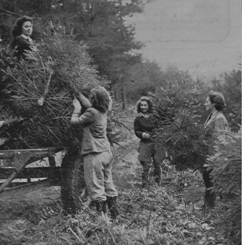 Photo of Christmas, WWII: Lumberjills in Britain’s New Forest chop Norway spruce for Christmas markets.
