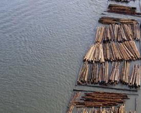 Logs pulled by tugboat